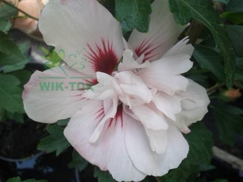 Ketmia syryjska Leopoldii hibiskus hibiscus