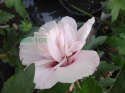 Ketmia syryjska Leopoldii hibiskus hibiscus