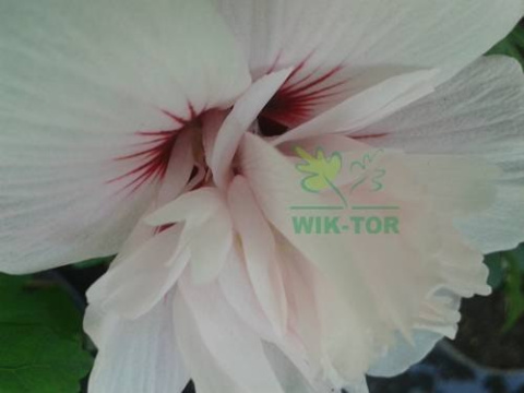 Ketmia syryjska Leopoldii hibiskus hibiscus