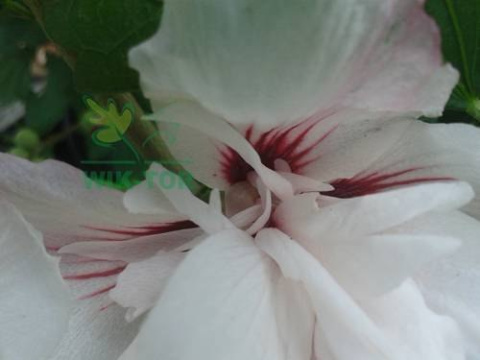 Ketmia syryjska Leopoldii hibiskus hibiscus