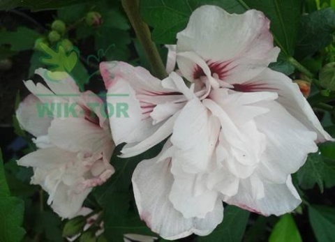 Ketmia syryjska Leopoldii hibiskus hibiscus