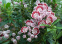 Kalmia szerokolistna Minuet