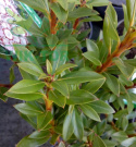 Kalmia szerokolistna Minuet
