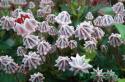 Kalmia szerokolistna Minuet