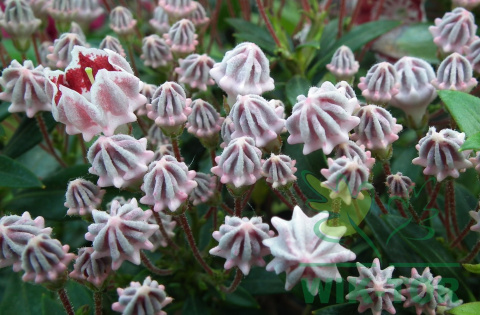 Kalmia szerokolistna Minuet