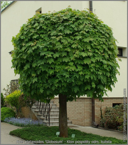 Klon pospolity Globosum (Acer platanoides)