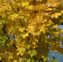 Klon pospolity Globosum