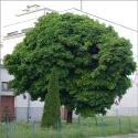 Klon pospolity Globosum
