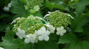 Kalina koralowa Xanthocarpum