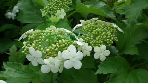 Kalina koralowa Xanthocarpum