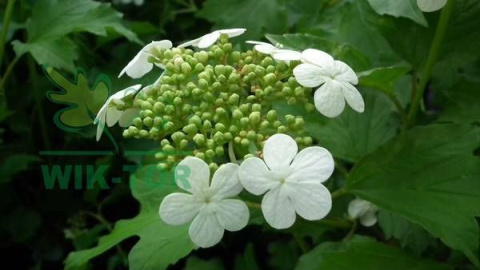 Kalina koralowa Xanthocarpum