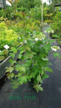 Kalina koralowa Xanthocarpum
