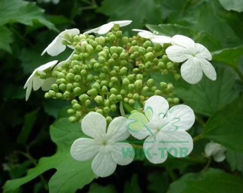 Kalina koralowa Xanthocarpum