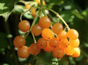 Kalina koralowa Xanthocarpum