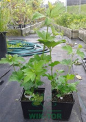 Kalina koralowa Xanthocarpum