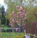 Magnolia Vulcan