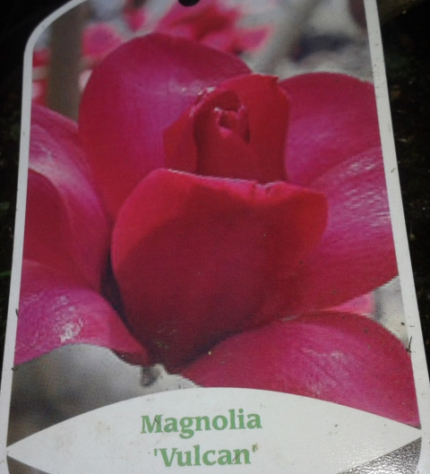 Magnolia Vulcan
