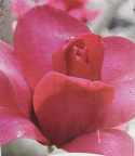 Magnolia Vulcan