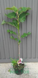 Magnolia Vulcan