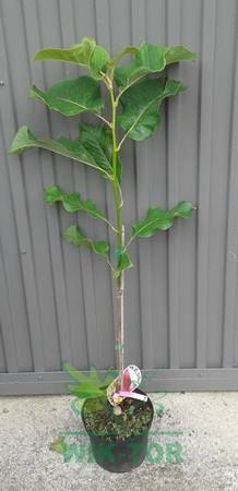 Magnolia Vulcan
