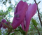Magnolia Susan