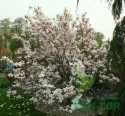 Magnolia Soulange'a 'Alba Superba'