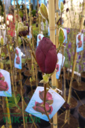 Magnolia Genie