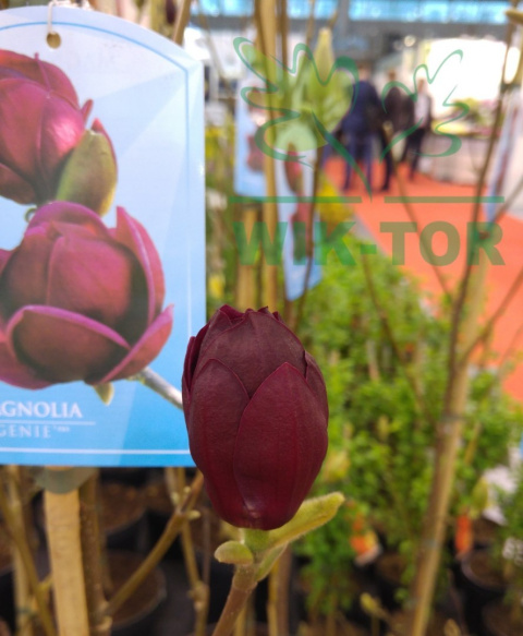 Magnolia Genie