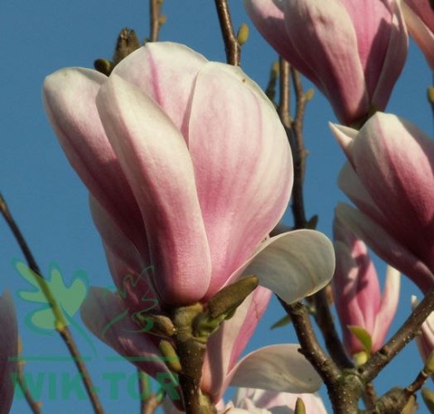 Magnolia George Henry Kern