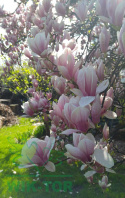 Magnolia George Henry Kern
