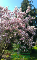 Magnolia George Henry Kern