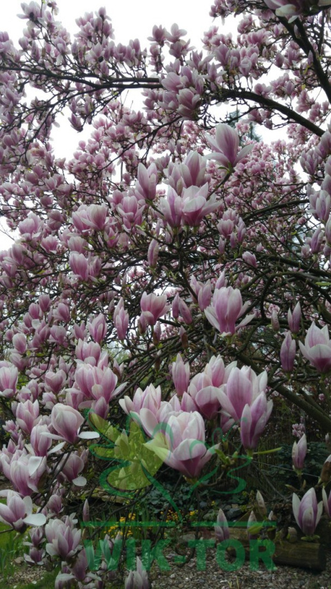 Magnolia George Henry Kern