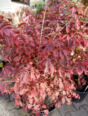 Trzmielina oskrzydlona 'Compactus'