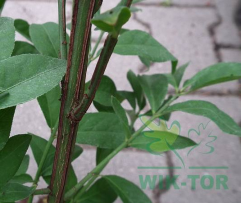 Trzmielina oskrzydlona 'Compactus'