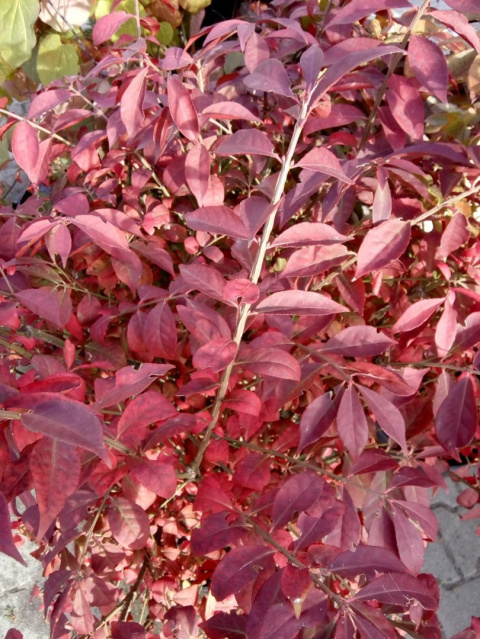 Trzmielina oskrzydlona 'Compactus'