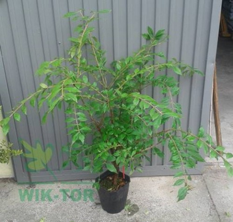 Trzmielina oskrzydlona 'Compactus'