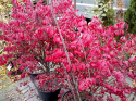 Trzmielina oskrzydlona Compactus