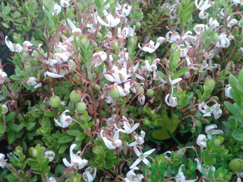 Żurawina wielkoowocowa