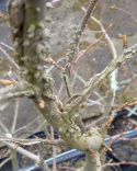 Ambrowiec amerykański Liquidambar styraciflua