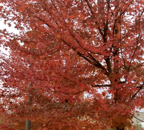 Ambrowiec amerykański Liquidambar styraciflua