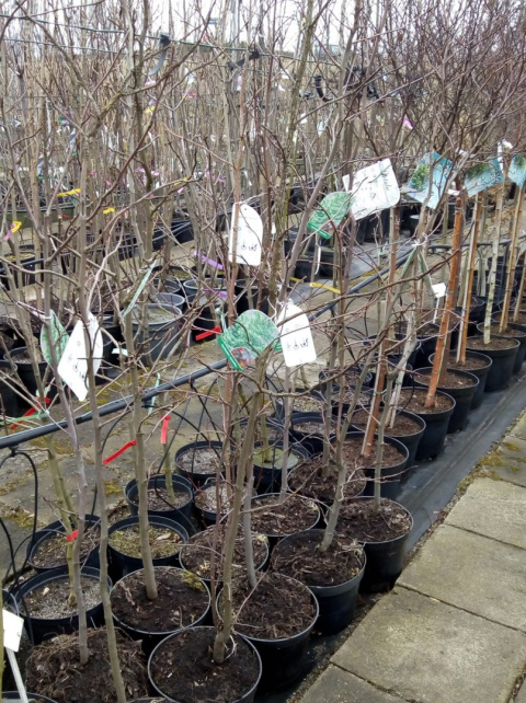 Ambrowiec amerykański Liquidambar styraciflua
