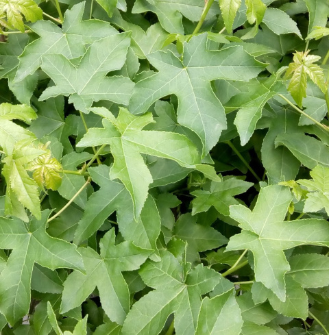 Ambrowiec amerykański Liquidambar styraciflua
