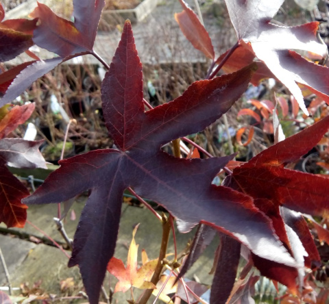 Ambrowiec amerykański Liquidambar styraciflua