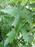 Ambrowiec amerykański Liquidambar styraciflua