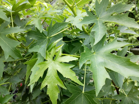 Ambrowiec amerykański Liquidambar styraciflua