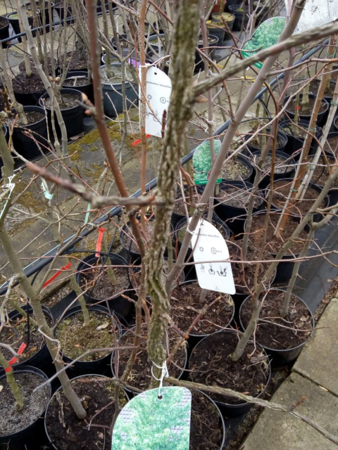 Ambrowiec amerykański Liquidambar styraciflua