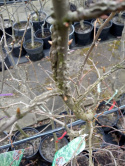 Ambrowiec amerykański Liquidambar styraciflua