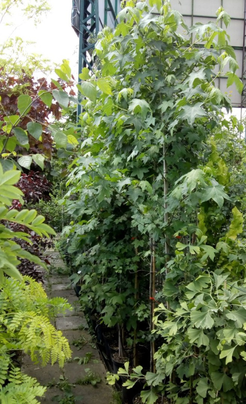Ambrowiec amerykański Liquidambar styraciflua