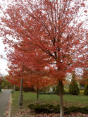 Ambrowiec amerykański Liquidambar styraciflua