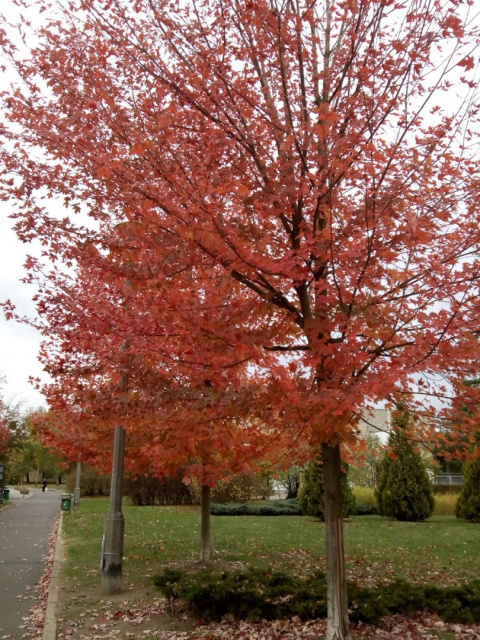 Ambrowiec amerykański Liquidambar styraciflua